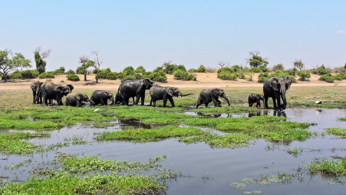Elephants in the water